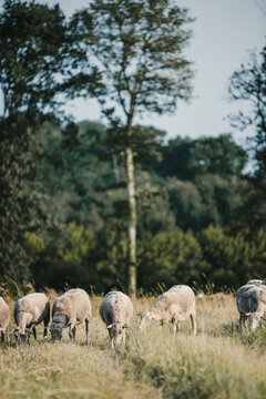 Brebis, moutons, au champ dans le sud ouest de la France