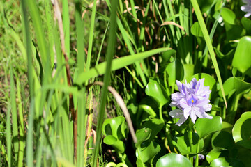 水辺にさく孔雀の羽の模様の花