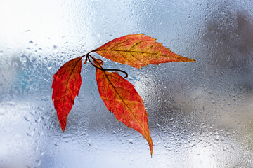 Bright maple autumn leaves, on the glass window.