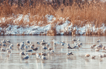 Most seagulls love spending their time near other similar animals such as gooses, storks, and pigeons. You find them in large bird groups that live close to beaches, lakes, and oceans.