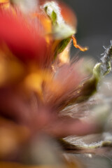 background of yellow, leaf of a gerbera flower