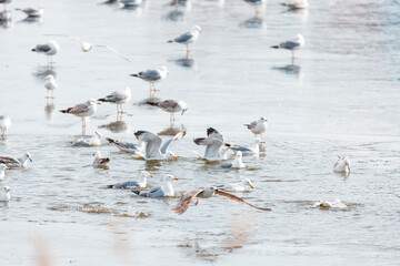 Seagulls usually live in larger wild bird groups. Their feathers are colored in brown or white colors. Blue surface of water highly contrasts seagulls feathers, creating amazing wildlife scenes.
