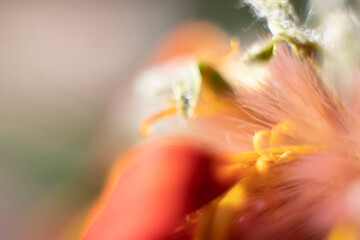 Fototapeta na wymiar background of yellow, leaf of a gerbera flower