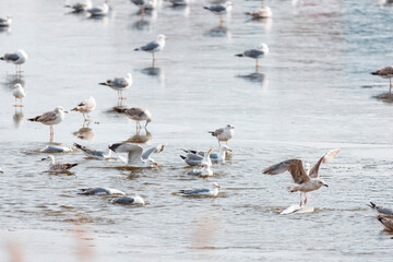 Seagulls usually live in larger wild bird groups. Their feathers are colored in brown or white colors. Blue surface of water highly contrasts seagulls feathers, creating amazing wildlife scenes.