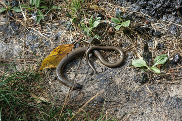 Legless Lizard Slow Worm (Anguis Fragilis) died on the road. The death of animals on the roads.