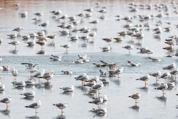 Seagulls are interesting wildlife animals that live near seashores, beaches, and lakes.  Seagulls usually have either white-colored or brown-colored feathers and are admired for their beautifullness.