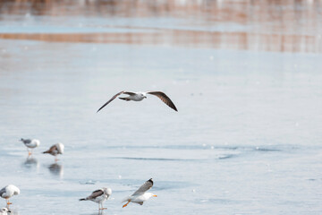 Gulls are amazing ocassion for bird enthuziasts to get closeup view of astonishing bird groups....