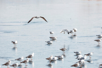 Gulls are amazing ocassion for bird enthuziasts to get closeup view of astonishing bird groups. Beautifully-colored feathers form up a mirifical wildlife landscape contrasting blue water surface.
