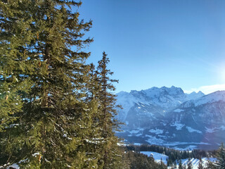 Trees in front of the mountains.