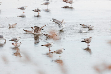 Seagulls and pigeons usually stay close to seashore when not hunting for food. White feather...