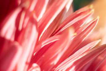 The inner leaves of the gerbera flower were photographed very close with macro technique. the texture of the plant is highlighted