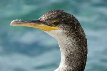Cormorán