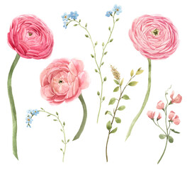 Beautiful floral set with watercolor gentle red spring ranunculus flowers. Stock bouquet illustration.