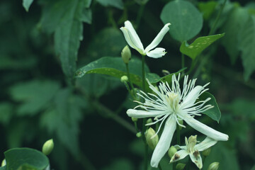 夏山に咲く白いかわいい山草