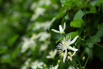 夏山に咲く白いかわいい山草
