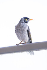 Macro of bird perched on balcony railing