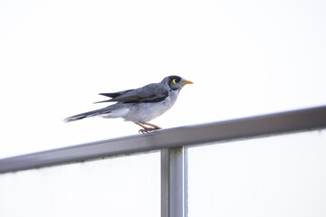 Macro of bird perched on balcony railing