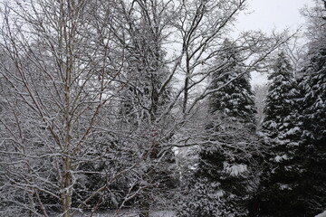 Fototapeta premium snow covered trees in winter