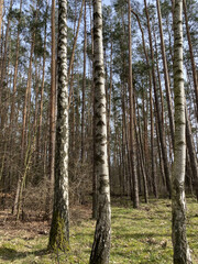 Fototapeta premium Birkenwald