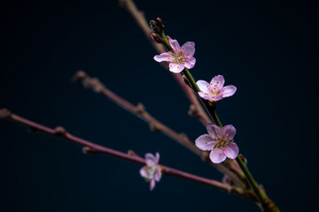 peach blossoms