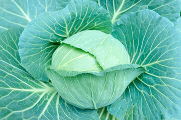 Obraz premium cabbage in the garden