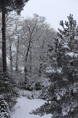 snow covered trees in winter