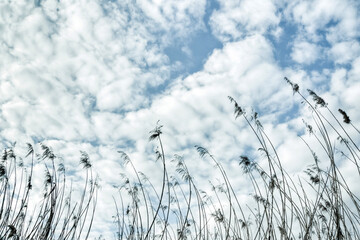 Fiano, Tevere Farfa nature reserve, Italy, 02/12/2011: threadlike plants reaching towards the clouds