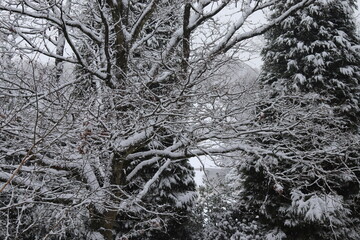 snow covered trees in winter