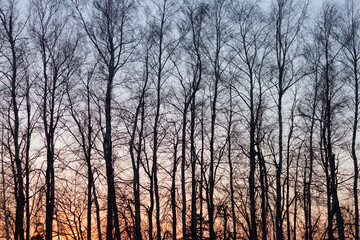 sunlight through tree branches