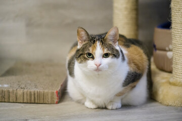 Übergewichtige dreifarbige Hauskatze