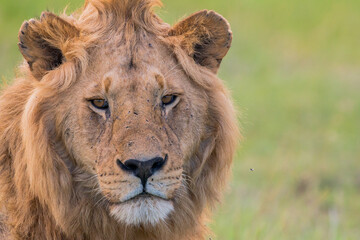 portrait of beautiful male lion with fly around him