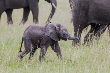 Naklejka na ściany i meble elephant mother with baby in the savannah of masai mara