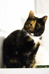 Dreifarbige sitzende Hauskatze