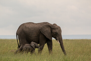 Fototapeta na wymiar elephant mother with baby in the savannah of masai mara