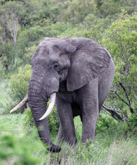 Elephant with large tusks approaches the watering hole.
