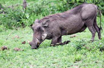 Wild boar warthog eats grass on his knees.