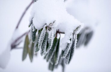 Frost