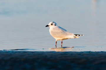 ズグロカモメ成長冬羽(Saunders's gull)