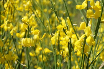 Gelber Besengintser aus der Gattung Cytisus