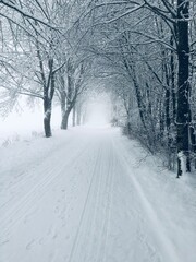 Schneefahrbahn in einer Baumallee mit wei&szlig;en schneebedeckten B&auml;umen, schmale Stra&szlig;e im Winter