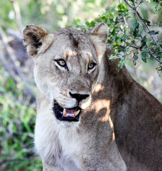 Portrait of a wild adult well-fed lioness in the rays of the evening sun.