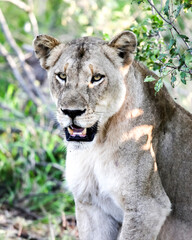 Wild, well-fed lioness is quietly resting in the rays of the evening sun.