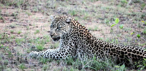 Wild female leopard rests on the ground in the twilight savanna. © okyela
