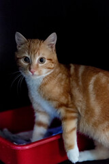 Junger rot weisser Kater