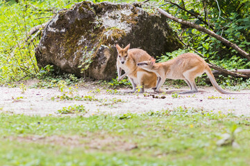 Wallaby, an Australasian marsupial that is similar to, but smaller than, a kangaroo.
