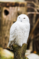 Snowy owl perched on a branch in spring