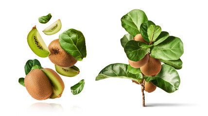 Fresh ripe kiwi falling in the air