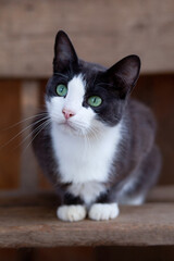 White-breasted smoky cat sits on wooden bench