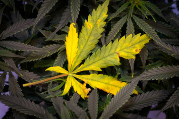 yellow cannabis leaf burned by light or fertilizer against a background of healthy green leaves