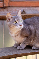 Grey striped kitten sitting on wooden board